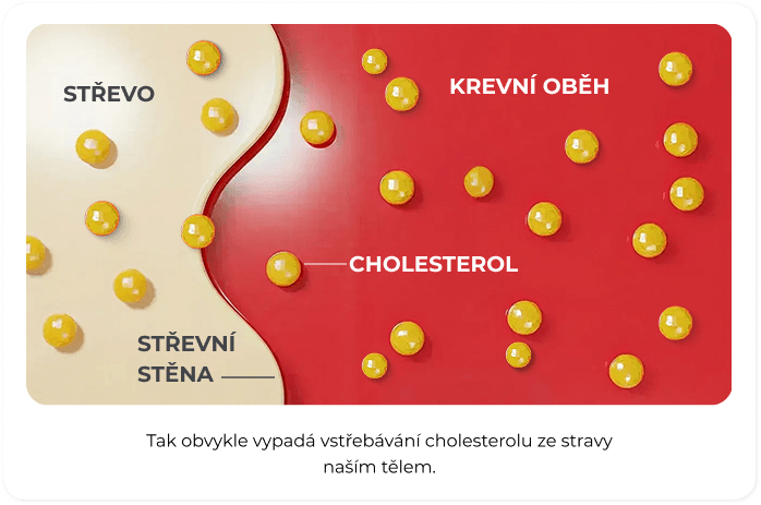 Vstřebávání cholesterolu